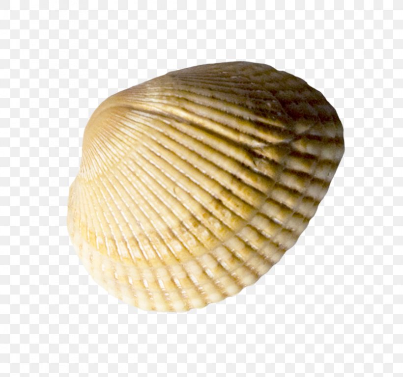Cockle Seashell Conchology, PNG, 1146x1074px, Cockle, Bead, Clam, Clams Oysters Mussels And Scallops, Conchology Download Free