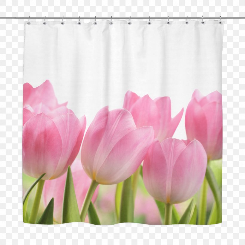 Tulip Cut Flowers Image Stock.xchng, PNG, 1024x1024px, Tulip, Cut Flowers, Floristry, Flower, Flowering Plant Download Free