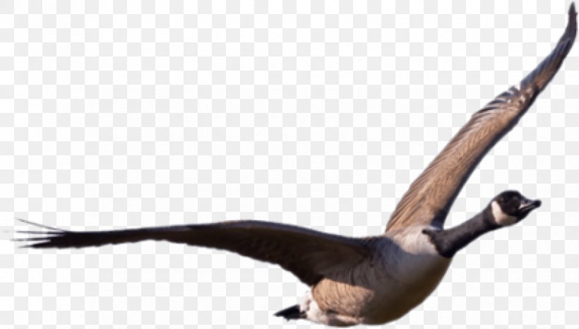 Goose Duck Bird Cygnini, PNG, 850x484px, Goose, Beak, Bird, Canada Goose, Cygnini Download Free