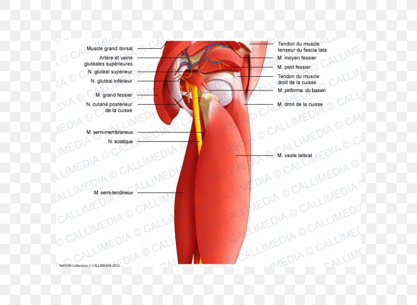 Muscles Of The Hip Shoulder Anatomy, PNG, 600x600px, Watercolor, Cartoon, Flower, Frame, Heart Download Free