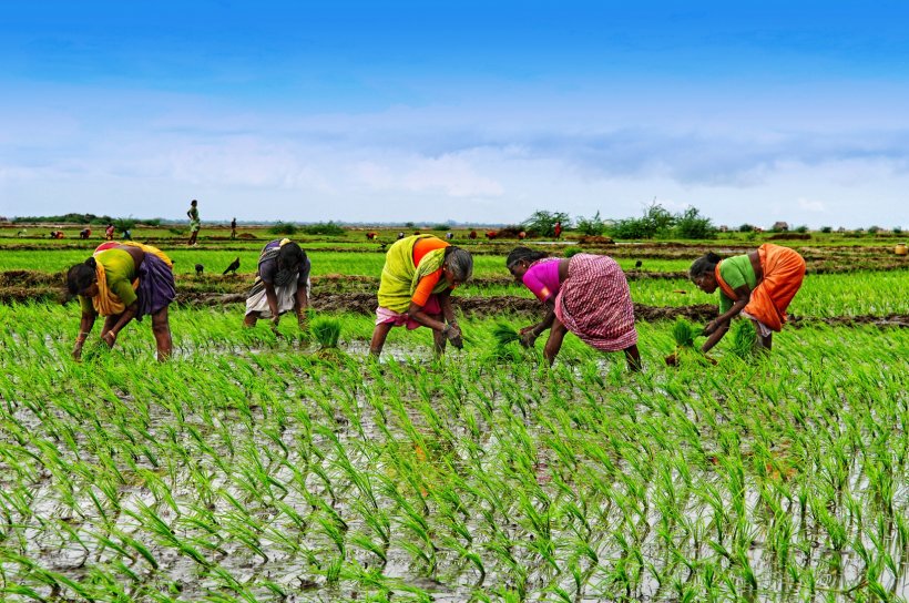 Nigeria Agriculture Woman Farmer Women's Empowerment, PNG, 1650x1096px, Nigeria, Agribusiness, Agricultural Productivity, Agriculture, Agronomist Download Free