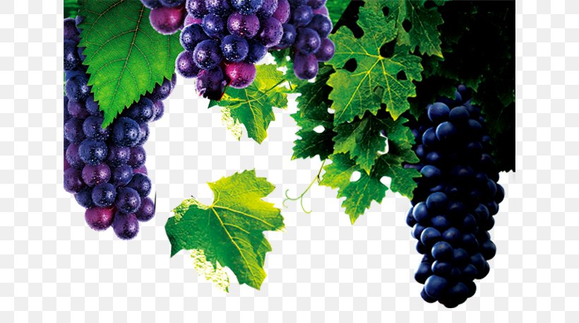 Red Wine Common Grape Vine Barrel French Wine, PNG, 640x457px, Red Wine, Advertising, Barrel, Bottle, Common Grape Vine Download Free