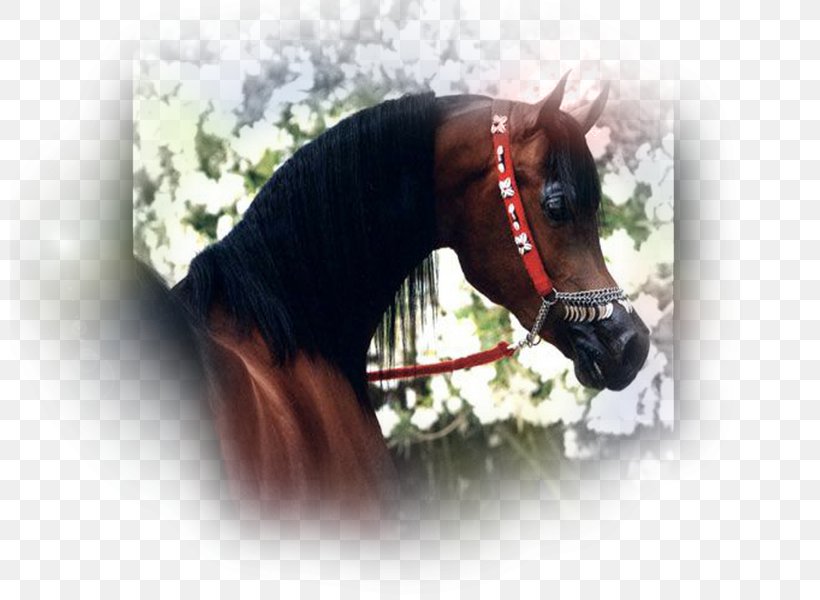 Arabian Horse Stallion Mustang Mane Pony, PNG, 800x600px, Arabian Horse, Bay, Bit, Bridle, Chestnut Download Free