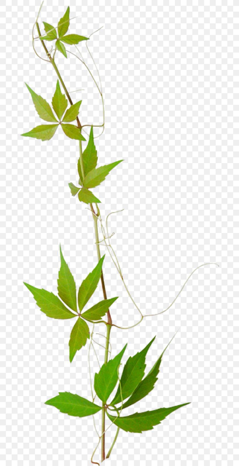 Clip Art Leaf Branch Twig, PNG, 685x1600px, Leaf, Art, Botany, Branch, Flower Download Free