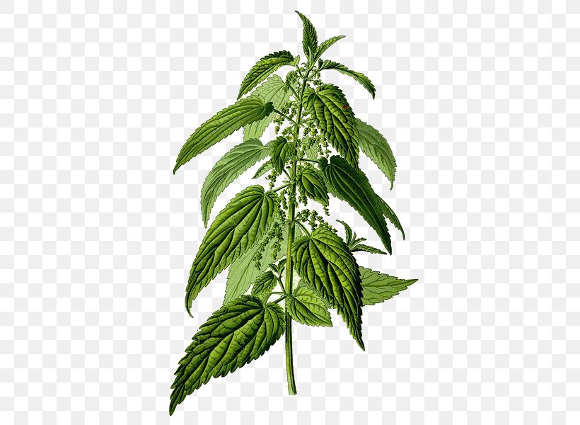 Common Nettle Urtica Urens Herb Food Plant, PNG, 600x600px, Common Nettle, Cannabis, Chlorophyll, Dioecy, Extract Download Free