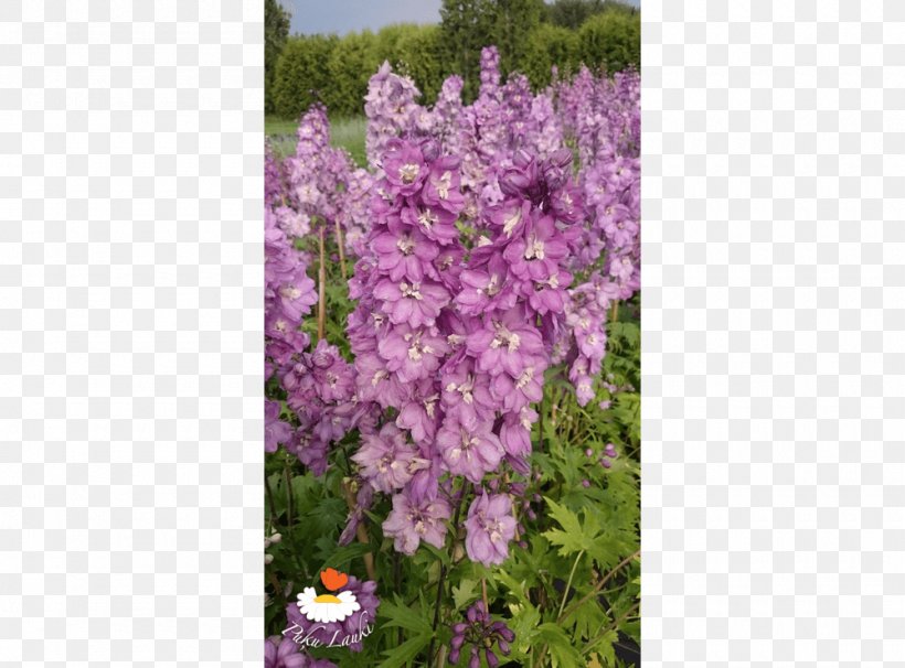 English Lavender Common Lilac Shrub, PNG, 1000x740px, English Lavender, Annual Plant, Common Lilac, Delphinium, Flower Download Free