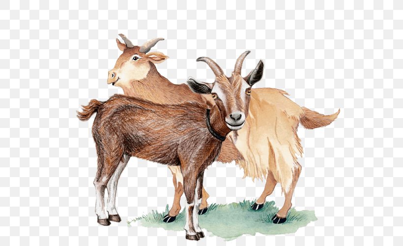 Feral Goat Barbary Sheep Drawing, PNG, 600x500px, Goat, Barbary Sheep, Breed, Cattle, Color Download Free