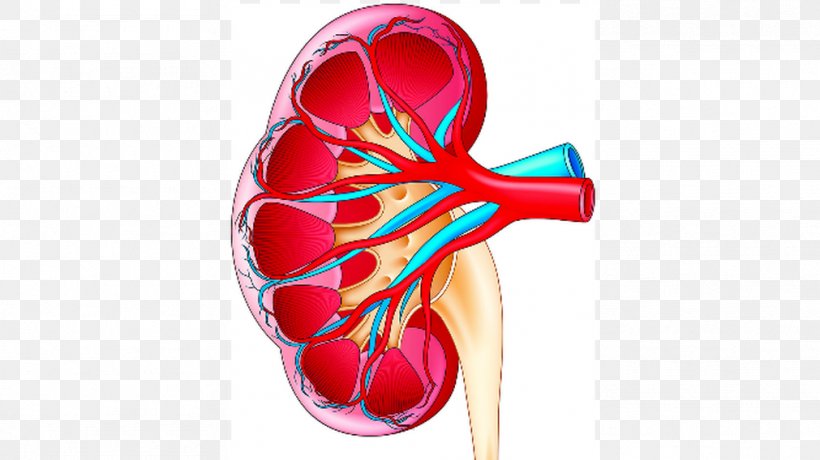 Kidney Stone Stock Photography, PNG, 1011x568px, Watercolor, Cartoon, Flower, Frame, Heart Download Free