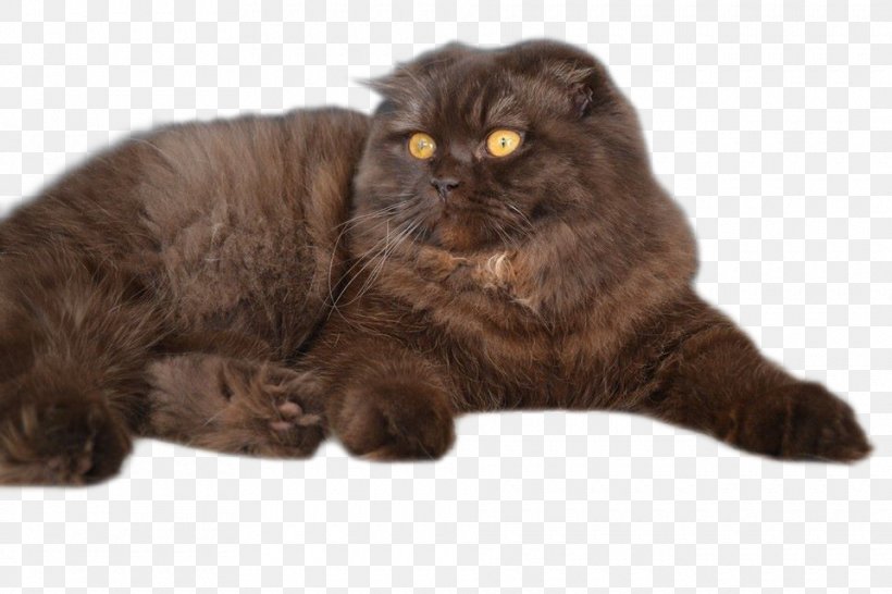 Persian Cat Asian Semi-longhair British Semi-longhair Scottish Fold Domestic Short-haired Cat, PNG, 960x640px, Persian Cat, Asian, Asian Semi Longhair, Asian Semilonghair, Black Cat Download Free