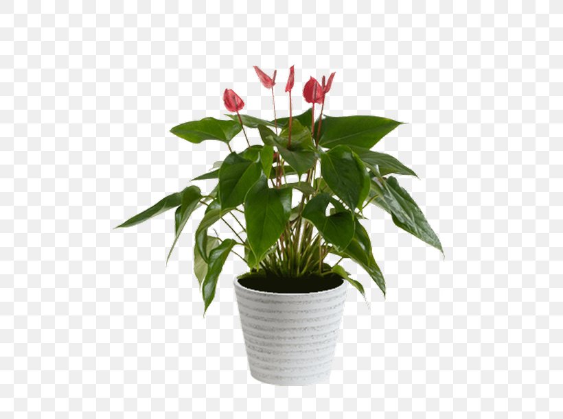 Cut Flowers Flowerpot Houseplant Leaf, PNG, 500x611px, Cut Flowers, Flower, Flowerpot, Houseplant, Leaf Download Free