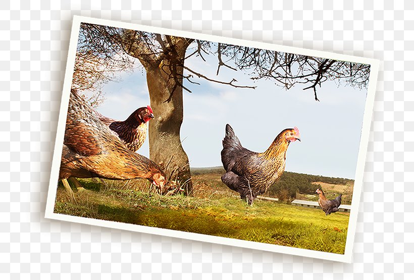 Rooster Fauna Wildlife Beak Chicken As Food, PNG, 734x554px, Rooster, Beak, Bird, Chicken, Chicken As Food Download Free