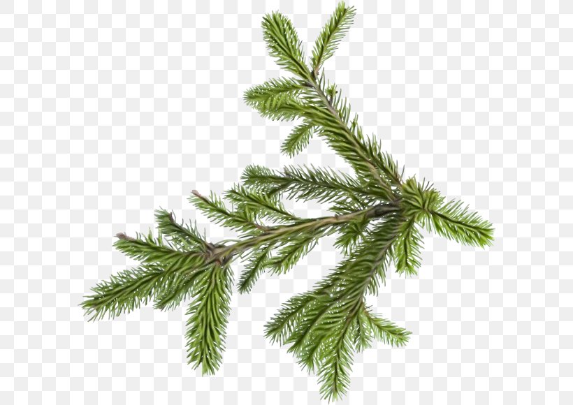 Shortleaf Black Spruce White Pine Yellow Fir Canadian Fir Plant, PNG, 600x580px, Watercolor, Canadian Fir, Columbian Spruce, Jack Pine, Oregon Pine Download Free