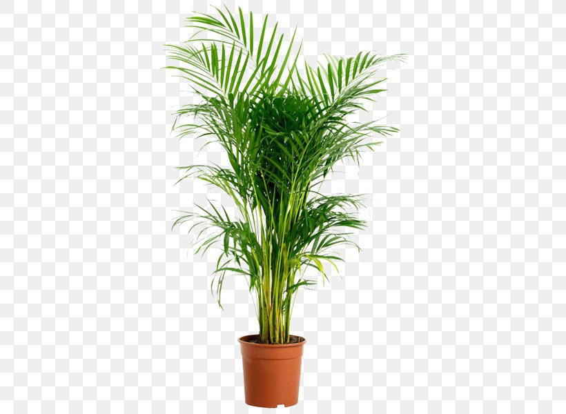 Areca Palm Houseplant Garden Howea Belmoreana, PNG, 600x600px, Areca Palm, Adonidia, Adonidia Merrillii, Arecaceae, Arecales Download Free