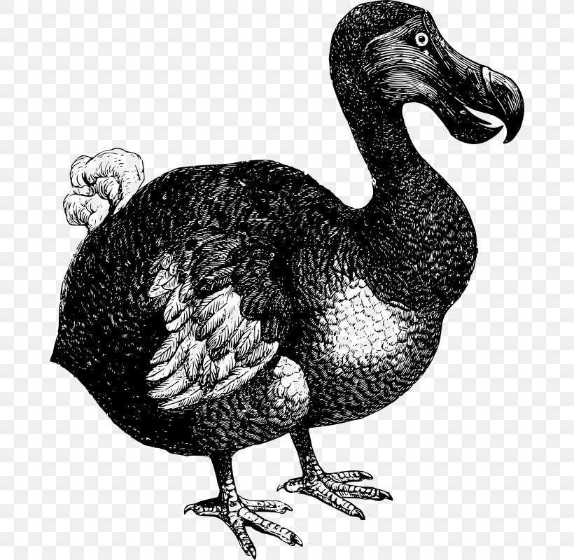 Dodo Bird Extinction Flightless Bird, PNG, 678x800px, Dodo, Beak, Bird, Bird Extinction, Black And White Download Free