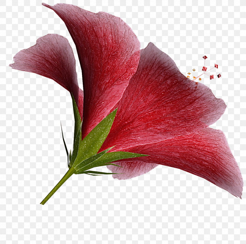 Flower Plant Petal Red Anthurium, PNG, 1153x1142px, Flower, Anthurium, Arum, Leaf, Petal Download Free