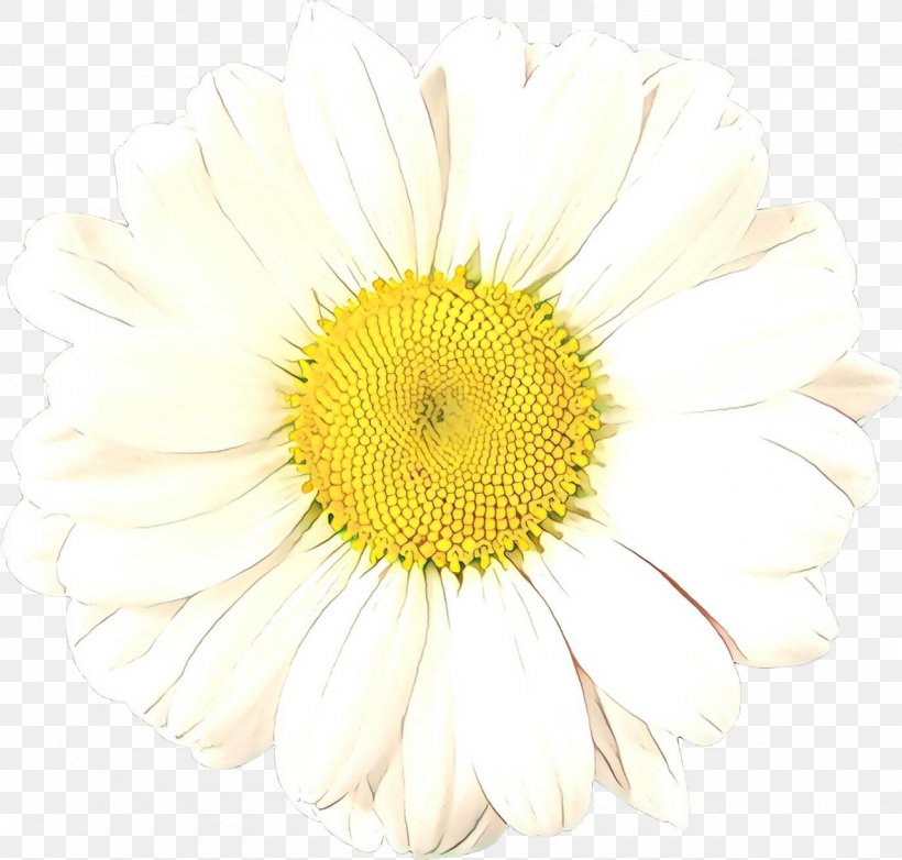 Flowers Cartoon, PNG, 1280x1221px, Chrysanthemum, Aster, Asterales, Camomile, Chamaemelum Nobile Download Free