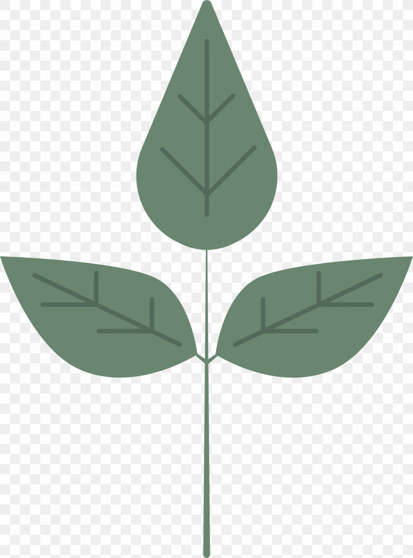 Leaf Plant Stem Green Angle M-tree, PNG, 2223x3000px, Leaf, Angle, Biology, Green, Meter Download Free