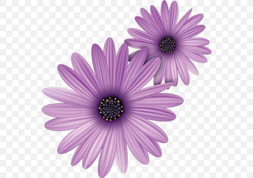 Clip Art Vector Graphics Free Content Illustration, PNG, 552x578px, Common Daisy, African Daisy, Annual Plant, Aster, Barberton Daisy Download Free