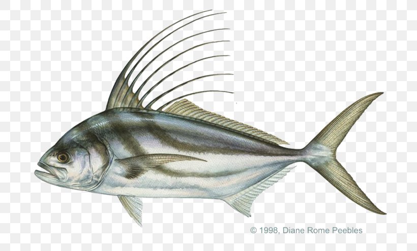 Recreational Fishing Roosterfish Sardine Striped Bass, PNG, 720x495px, Fishing, Bass, Bony Fish, Carolina Rig, Catfish Download Free
