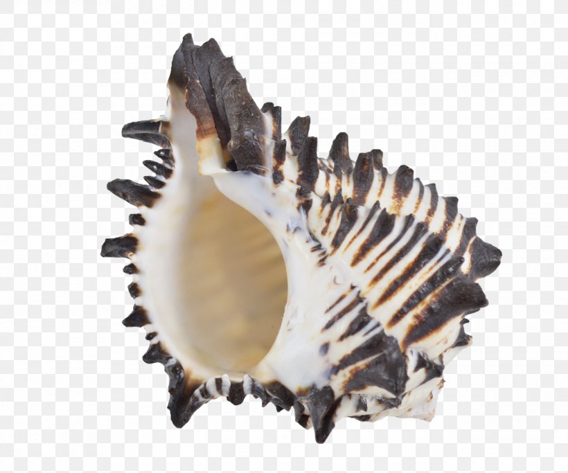 Seashell Murex Cockle Oyster Conch, PNG, 1320x1100px, Seashell, Clam, Clams Oysters Mussels And Scallops, Cockle, Color Download Free