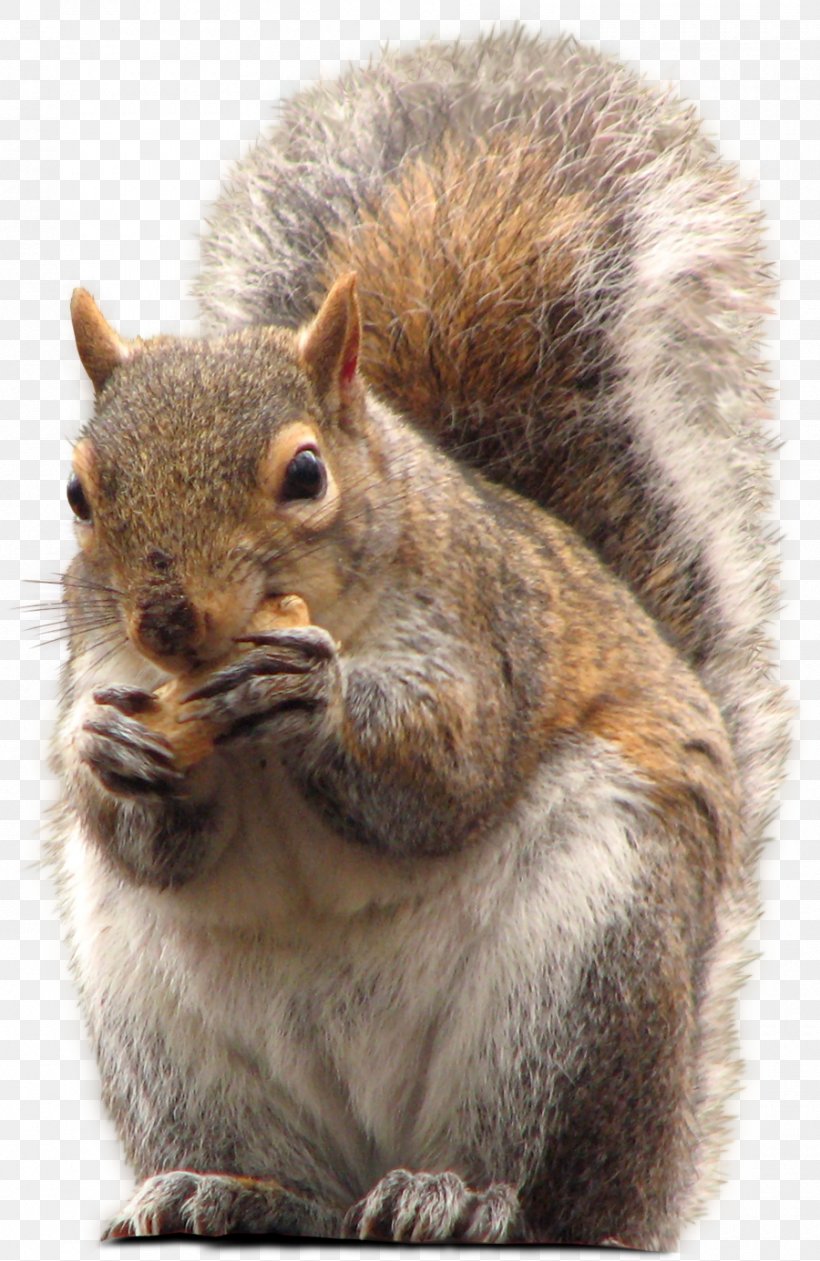 Squirrel Clip Art, PNG, 900x1385px, Squirrel, Animal, Computer Graphics, Fauna, Fox Squirrel Download Free