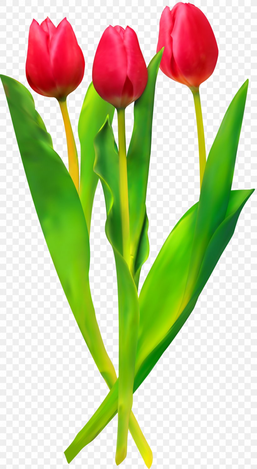 Tulip Flower Clip Art, PNG, 2376x4331px, Tulip, Cut Flowers, Digital Image, Flower, Flowering Plant Download Free
