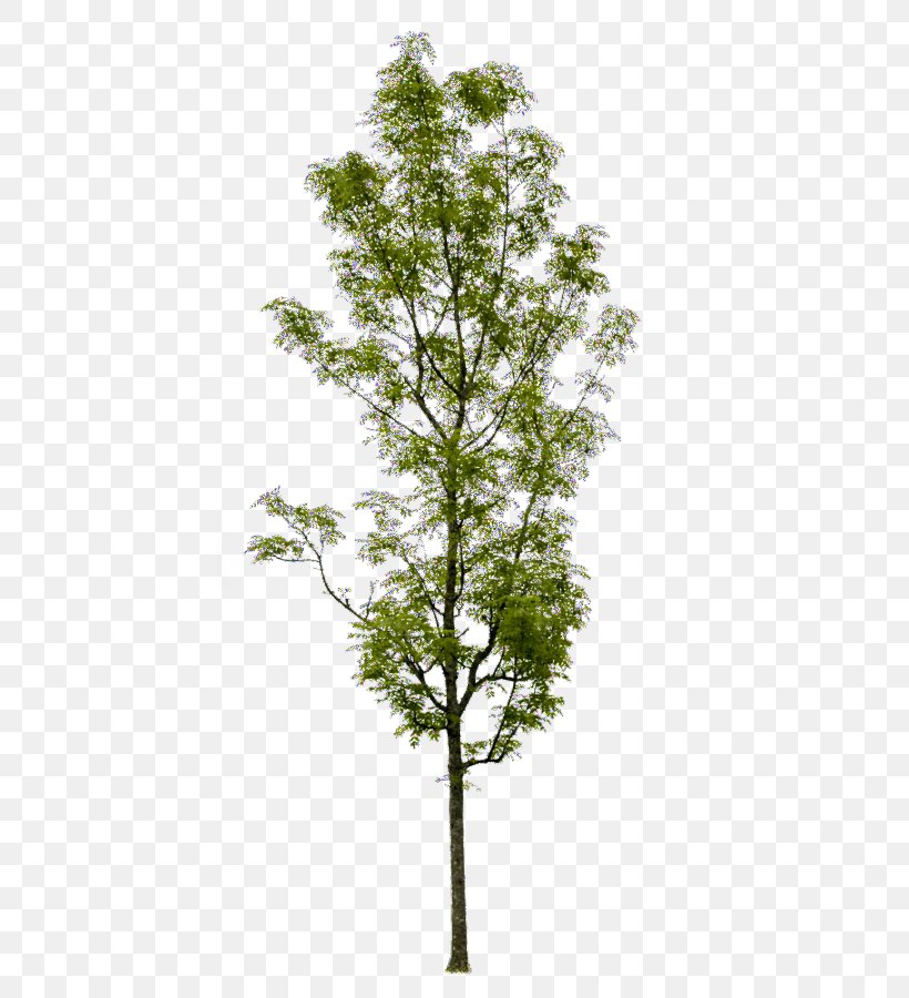 Askur Tree Shrub Artificial Flower Trunk, PNG, 429x900px, Askur, Arecaceae, Artificial Flower, Ash, Branch Download Free