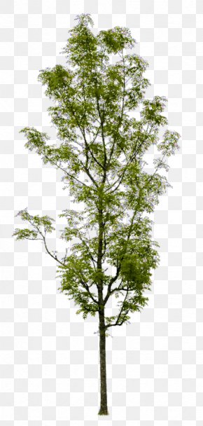 Populus Nigra - Askur Tree Shrub Artificial Flower Trunk PNG