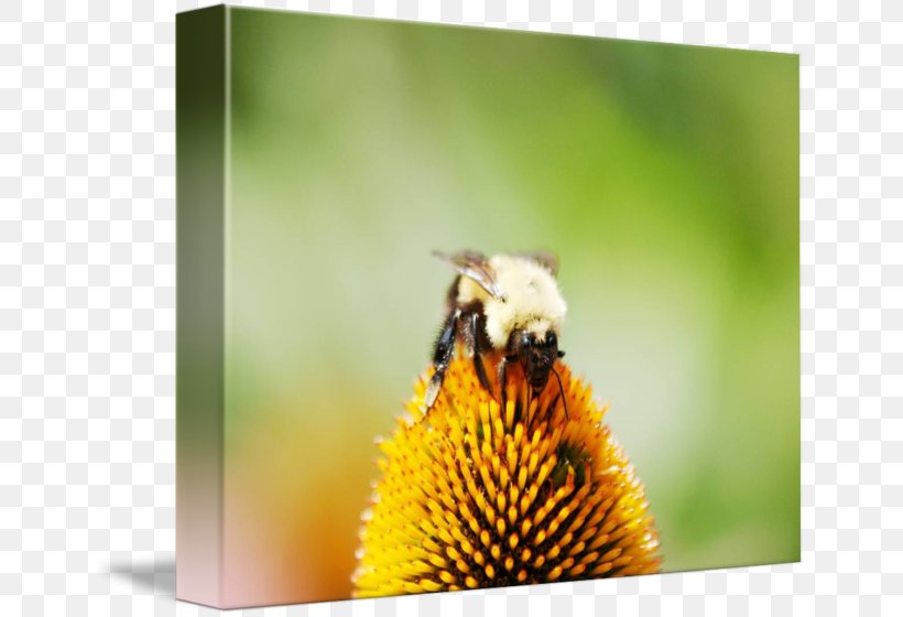 Honey Bee Bumblebee Nectar Pollen, PNG, 650x560px, Honey Bee, Arthropod, Bee, Bumblebee, Flora Download Free