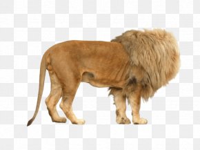 Lion - Lion Image Photography Rendering PNG