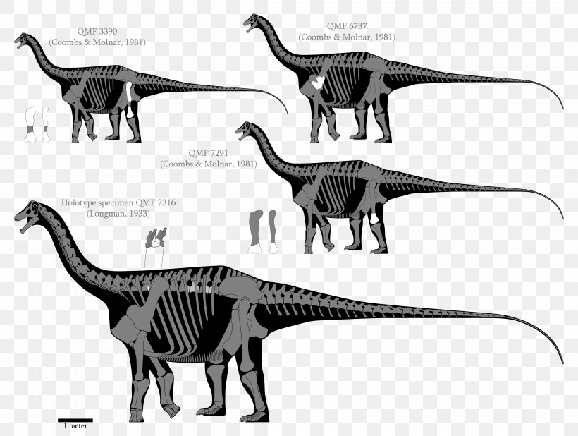 Austrosaurus Dinheirosaurus Supersaurus Barosaurus Seismosaurus, PNG, 4640x3500px, Austrosaurus, Amphicoelias, Barosaurus, Black And White, Carnivoran Download Free