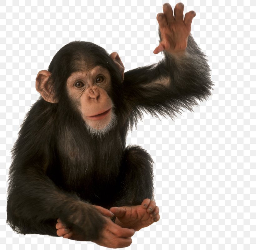 Common Chimpanzee Orangutan Gorilla Monkey, PNG, 800x800px, Common Chimpanzee, Animal, Chimpanzee, Fur, Gorilla Download Free