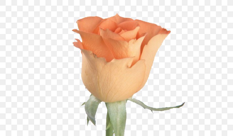 Flower Rose Orange Bud Seed, PNG, 640x480px, Flower, Blue, Bud, Close Up, Color Download Free