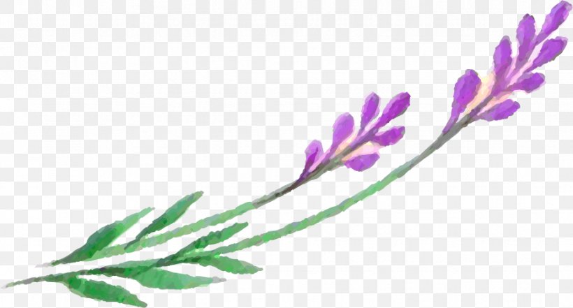 Lavender Leaf Petal Plant Stem, PNG, 926x499px, Lavender, Branch, Flora, Flower, Flowering Plant Download Free