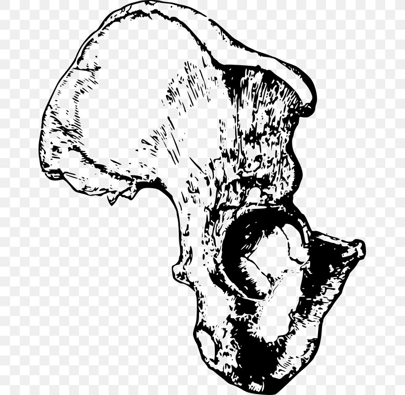 Pelvis Hip Bone Anatomy Clip Art, PNG, 663x800px, Watercolor, Cartoon, Flower, Frame, Heart Download Free
