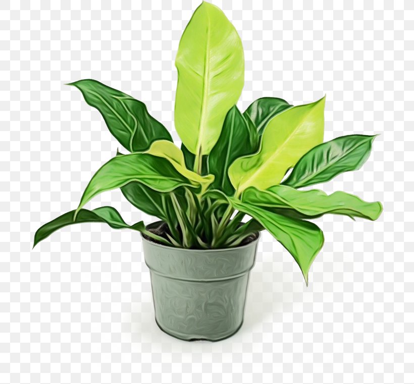 Plants Background, PNG, 700x762px, Houseplant, Alismatales, Anthurium, Arrowroot, Arrowroots Download Free