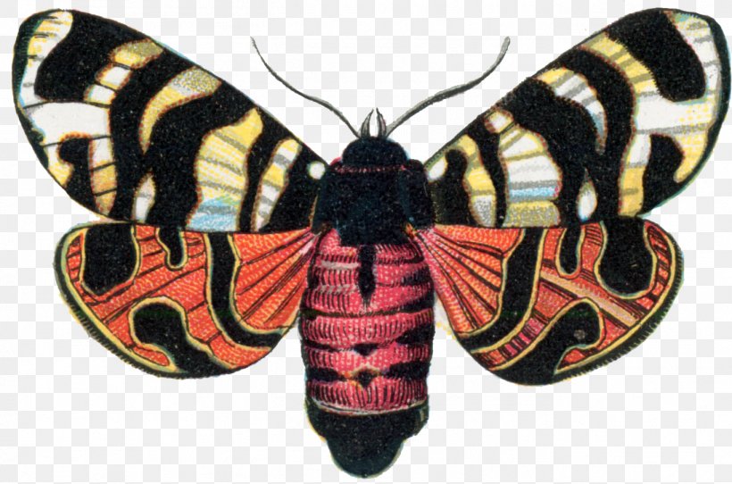 Arctia Festiva Butterfly Garden Tiger Moth Insect Hebe, PNG, 1366x904px, Arctia Festiva, Arctia, Arctiidae, Arthropod, Brush Footed Butterfly Download Free