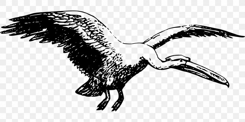 Bird Of Prey Bald Eagle Beak, PNG, 1920x960px, Bird, Accipitriformes, American White Pelican, Animal, Bald Eagle Download Free
