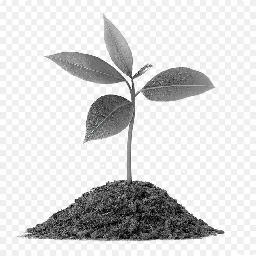 Plant Vermicompost Soil Root Botany, PNG, 1000x1000px, Plant, Black And White, Botany, Crop, Germination Download Free