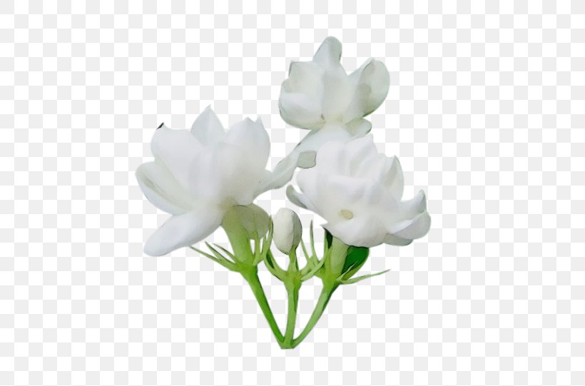 Flower Arabian Jasmine Image Clip Art, PNG, 636x541px, Flower, Arabian Jasmine, Artificial Flower, Cut Flowers, Drawing Download Free