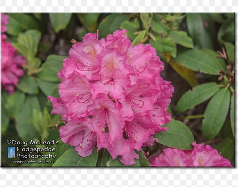 Azalea Playfair Park Victoria Rhododendron, PNG, 966x761px, Azalea, Annual Plant, Art, British Columbia, Cabbage Rose Download Free