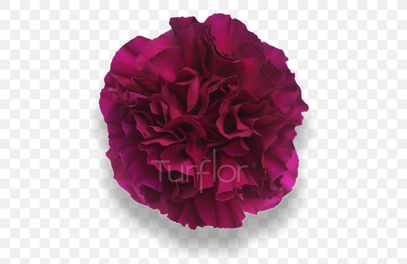 Cabbage Rose Garden Roses Cut Flowers Peony Petal, PNG, 652x532px, Cabbage Rose, Carnation, Cut Flowers, Dianthus, Flower Download Free