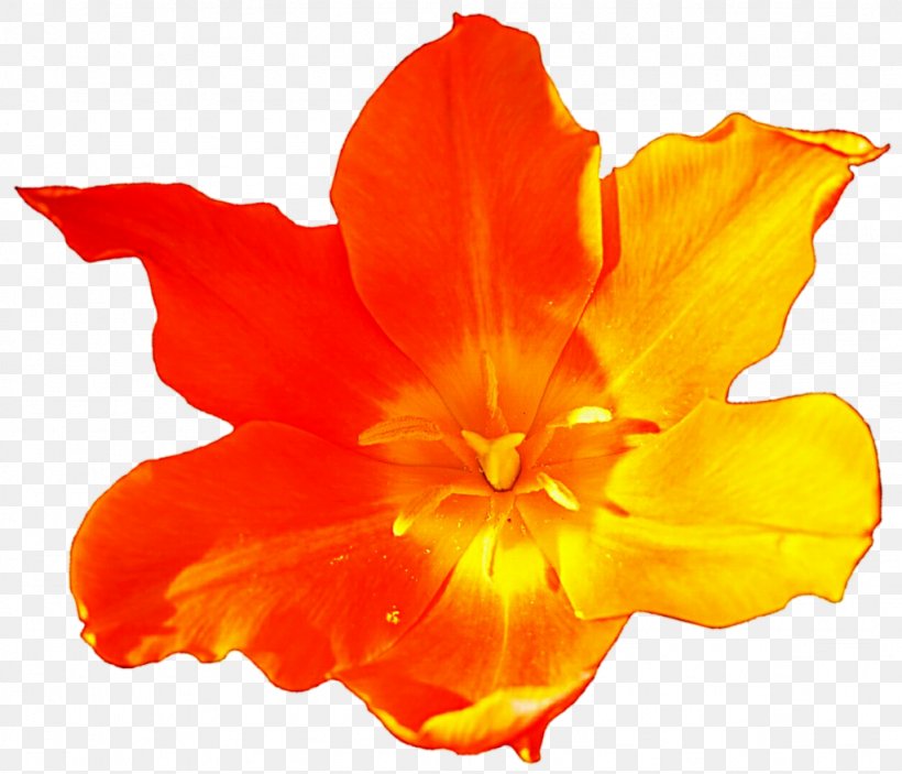 Flowering Plant Daylily, PNG, 1024x879px, Flowering Plant, Daylily, Flower, Orange, Peach Download Free