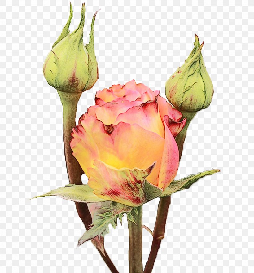 Garden Roses Pitaya Thai Cuisine Cabbage Juice, PNG, 2792x3000px, Garden Roses, Art, Botany, Bud, Cabbage Download Free