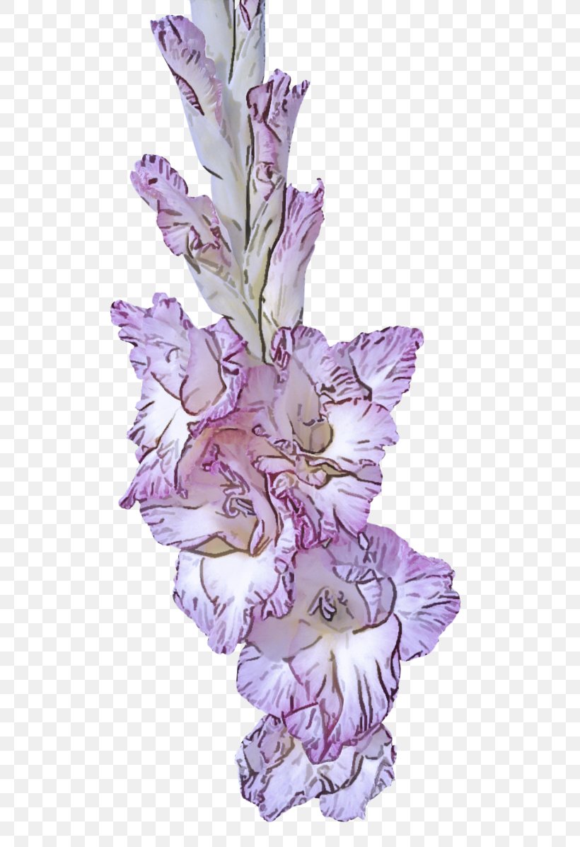 Lavender, PNG, 550x1196px, Flower, Flowering Plant, Gladiolus, Iris, Iris Family Download Free