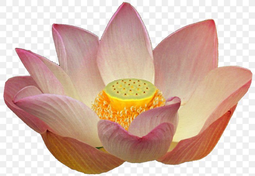 Nelumbo Nucifera Peach Stock Photography Clip Art, PNG, 1024x710px, Nelumbo Nucifera, Aquatic Plant, Delicate, Deviantart, Flower Download Free