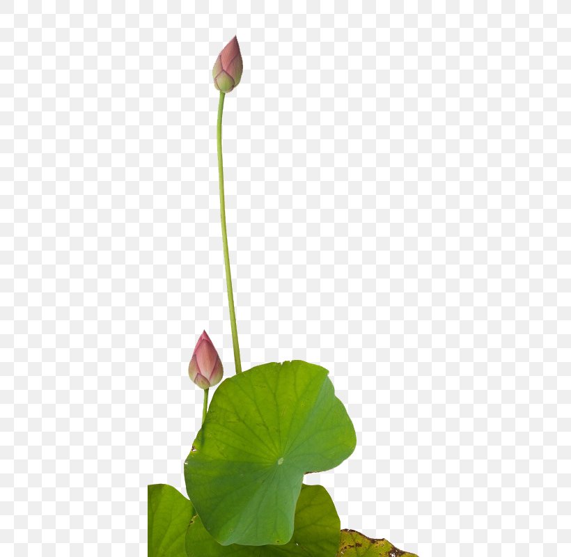 Paper Painting Photography Art, PNG, 395x800px, Paper, Annual Plant, Aquatic Plant, Art, Artist Download Free