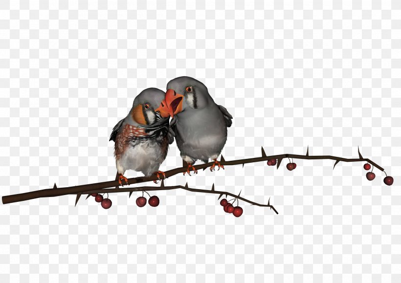 Rosy-faced Lovebird Parrot Budgerigar How To Attract Birds, PNG, 2500x1767px, Bird, Beak, Bird Flight, Branch, Budgerigar Download Free