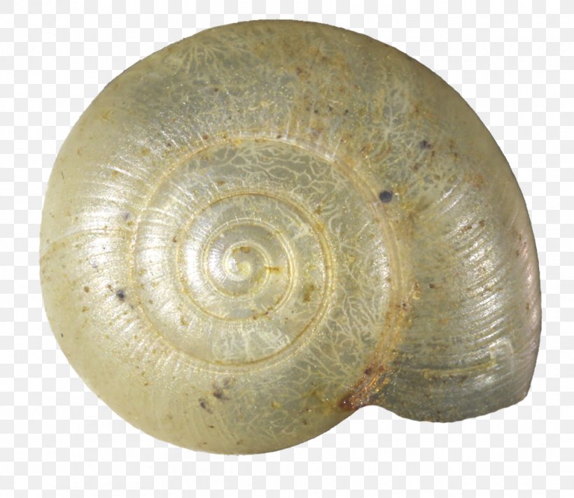 Snail Seashell Invertebrate Mollusc Shell Gastropod Shell, PNG, 1016x883px, Snail, Ampullariidae, Artifact, Conchology, Fossil Download Free