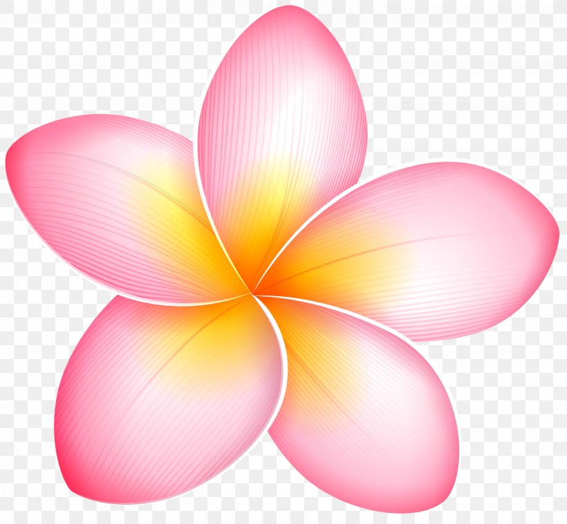 Blog Pink Flowers Clip Art, PNG, 6000x5555px, Blog, Flower, Free, Peach, Petal Download Free